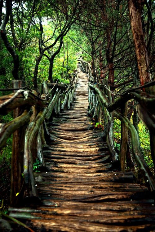 a wooden pathway through a dense green forest, the path is made of roughhewn planks and is lined with tall trees and lush foliage. the path leads into the distance, creating a sense of depth and mystery. the light filters through the trees, casting dappled shadows on the ground. the image captures a sense of peace and tranquility.