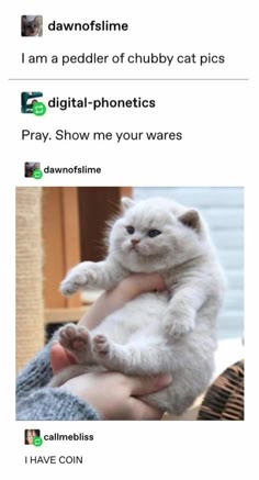 a white, fluffy cat with big, round eyes is being held in a person's hands. the cat is looking up, and its expression is adorable. the cat is very chubby, and its fur is very soft. the hands holding the cat are covered in a light blue sweater, which is visible in the image.