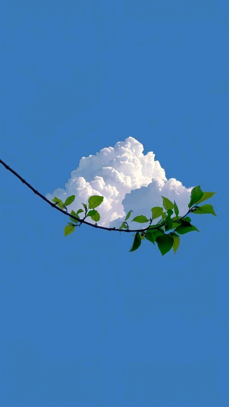 a lowangle shot captures a clear blue sky, partially obscured by a puffy white cumulus cloud. a thin, brown tree branch extends across the frame, adorned with vibrant green leaves.