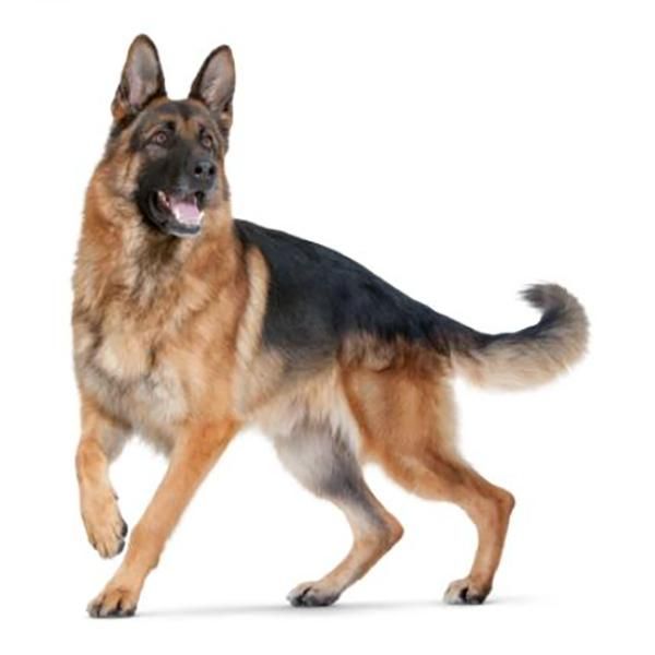 the image shows a german shepherd dog standing on a white background. the dog is facing to the left, and its body is slightly angled toward the viewer.  it has a classic black and tan coat. the dog appears healthy and alert, its gait is depicted in motion. the image is professionally shot, likely in a studio environment, against a plain white backdrop isolating the subject.