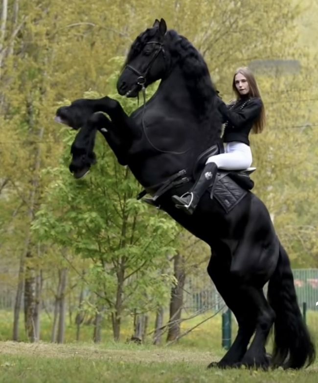a woman is riding a friesian horse that is rearing up on its hind legs in a grassy outdoor setting. the horse is black and the woman is wearing white pants and a black jacket. the scene is surrounded by trees.