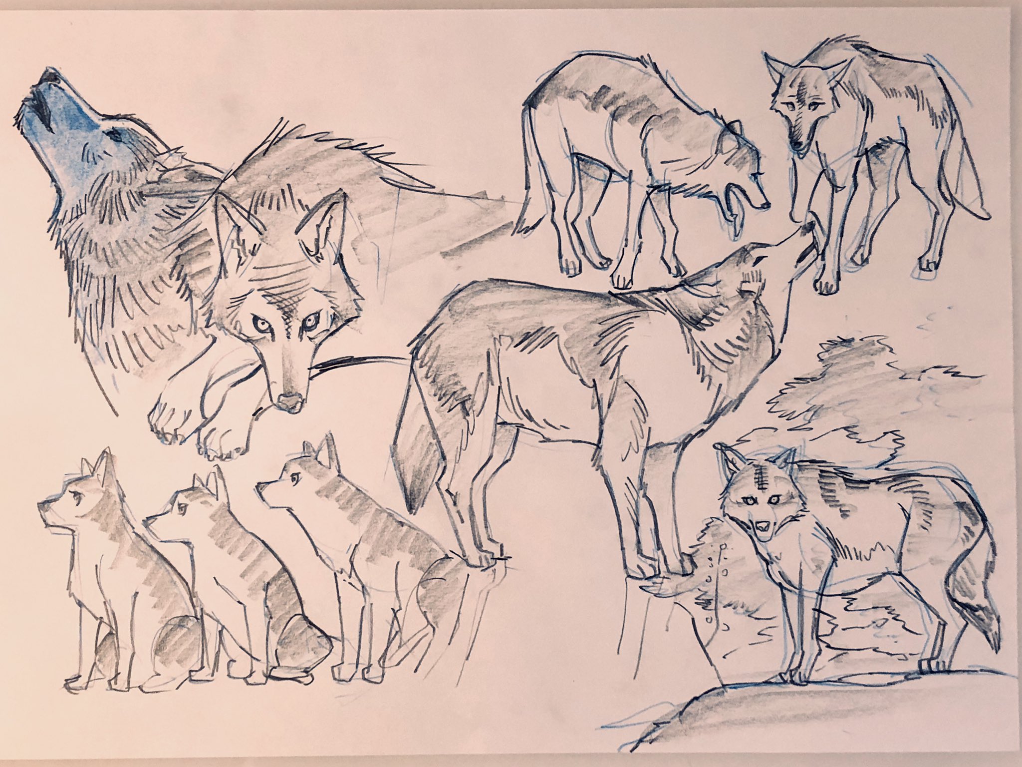 this image is a pencil sketch of wolves. there are seven wolves in the sketch, including three pups, in various positions. one wolf is howling with its head tilted back, while another is standing on a rock looking out. there are also two pups sitting in the foreground. the sketch is done in black and white, with some blue pencil lines. the background is blank, suggesting that this is a page from a sketchbook.