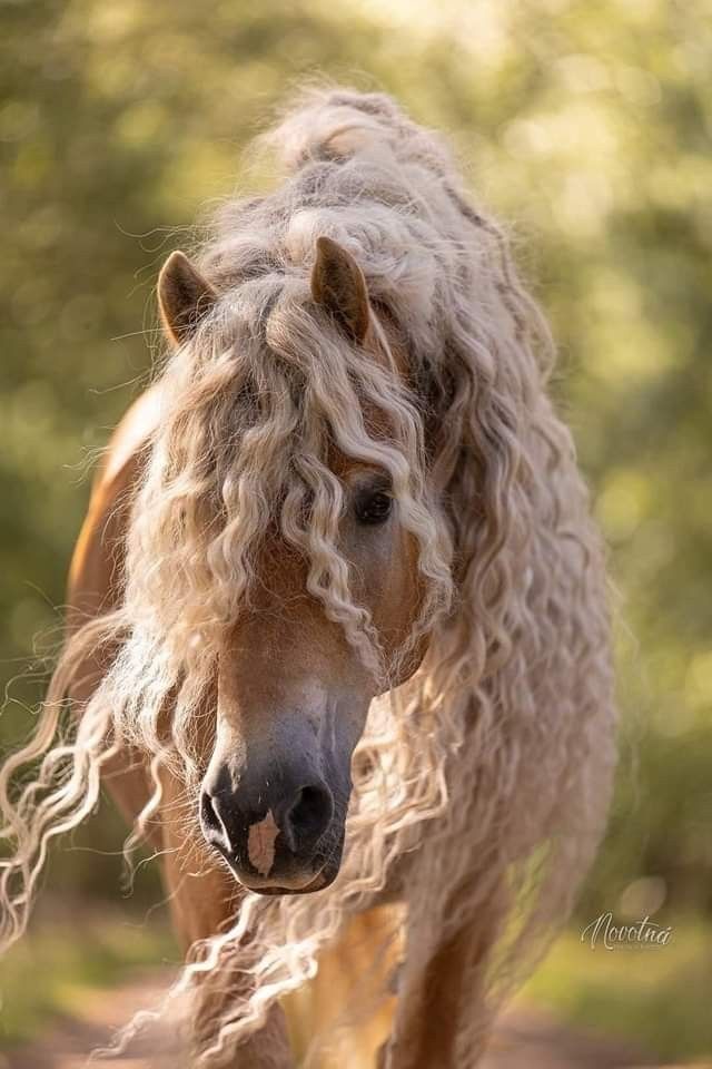 a stunning closeup portrait of a palomino horse with a thick, curly mane covering its head and neck. the horse is facing forward, its expression gentle and intelligent. the background is softly blurred, suggesting an outdoor setting.