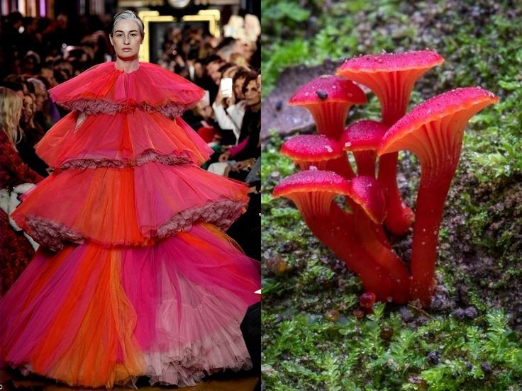 the image is a split image. the left side shows a model wearing a layered pink, red, and orange tulle gown. the right side shows a cluster of bright red mushrooms growing in a forest setting. both sides of the image showcase vibrant colors and textures. the juxtaposition of the fashion and nature themes creates a unique and striking visual.