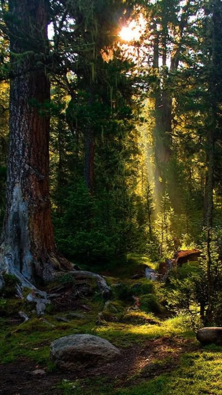 a lush forest scene with sunlight streaming through the trees, illuminating a mossy path and rocks.