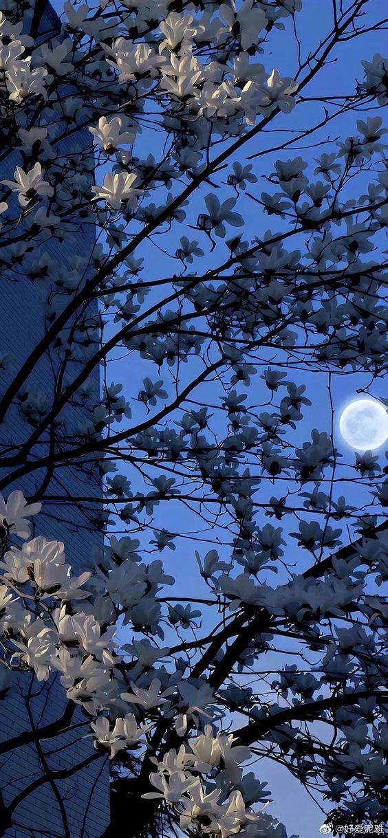 the image shows a beautiful scene of white magnolia flowers blooming on tree branches against a blue sky at night. a full moon is visible in the background, and the silhouette of a building can be seen to the left. the composition captures the serene and delicate beauty of the flowers against the backdrop of the night sky.
