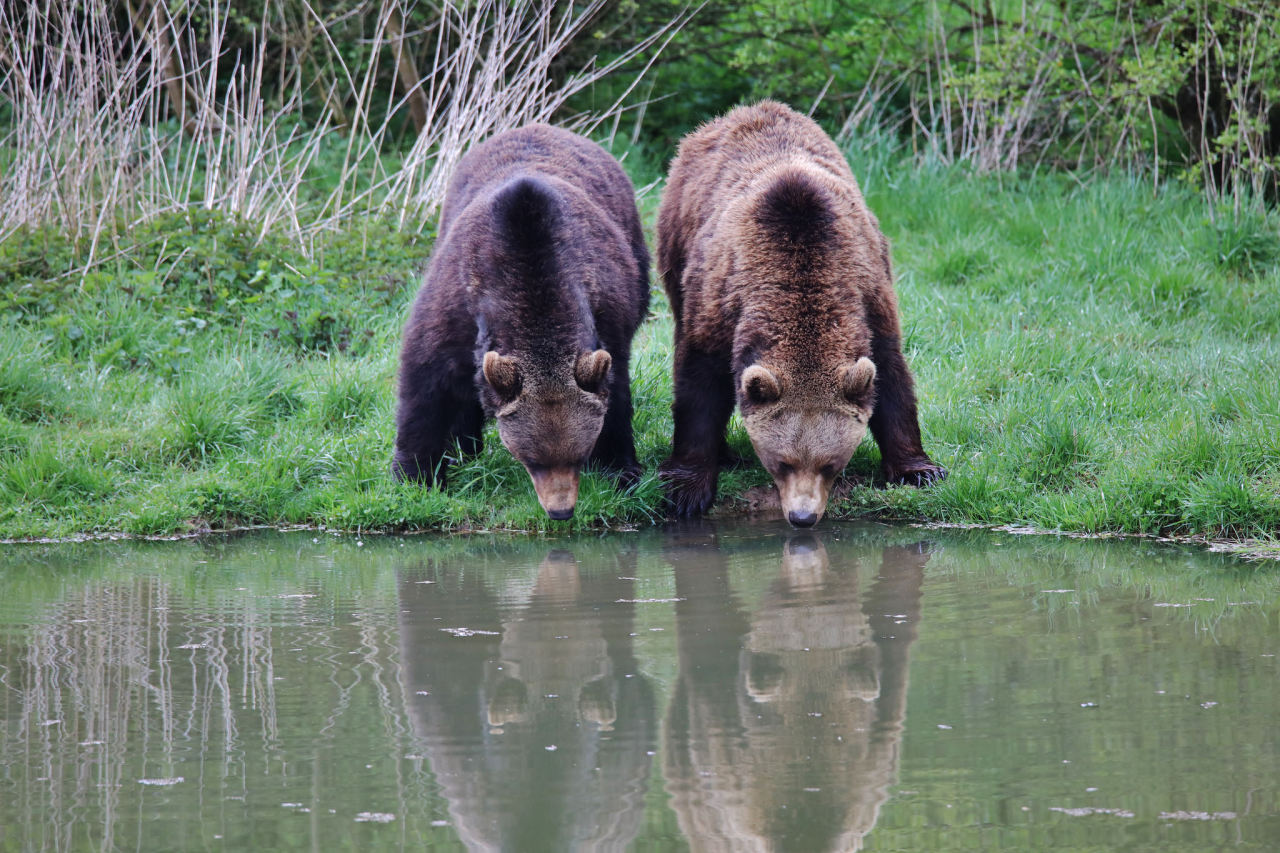 two brown bears are standing side by side on the edge of a pond drinking water. they are both looking down at the water and have their heads bowed. the water is reflecting the surrounding green grass and trees. the bears are both large and powerful, with thick fur and strong legs. the image is taken from a low angle, giving the viewer a closeup view of the bears.