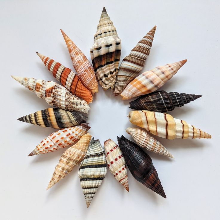the image shows a circular arrangement of various coneshaped seashells against a white background. the shells exhibit a range of colors and patterns, including stripes, spots, and swirls in shades of brown, orange, white, and black. they are arranged in a way that highlights their diversity in shape, size, and coloration.