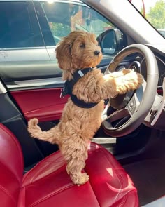 a cute, brown dog, presumably a cockapoo, is riding in a car and looking at the camera. the dog is in the front passenger seat and appears to be enjoying the ride. it is sitting in the front seat and looking at the camera, with its tongue slightly sticking out. the dog is wearing a black harness. the interior of the car is red and the dog is sitting next to the steering wheel.