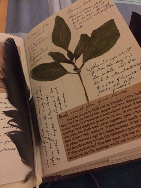 an open journal with pressed basil leaves, handwritten notes, and a gluedin excerpt about the use of basil in love magic and divination. a dark feather is lying on the open pages.