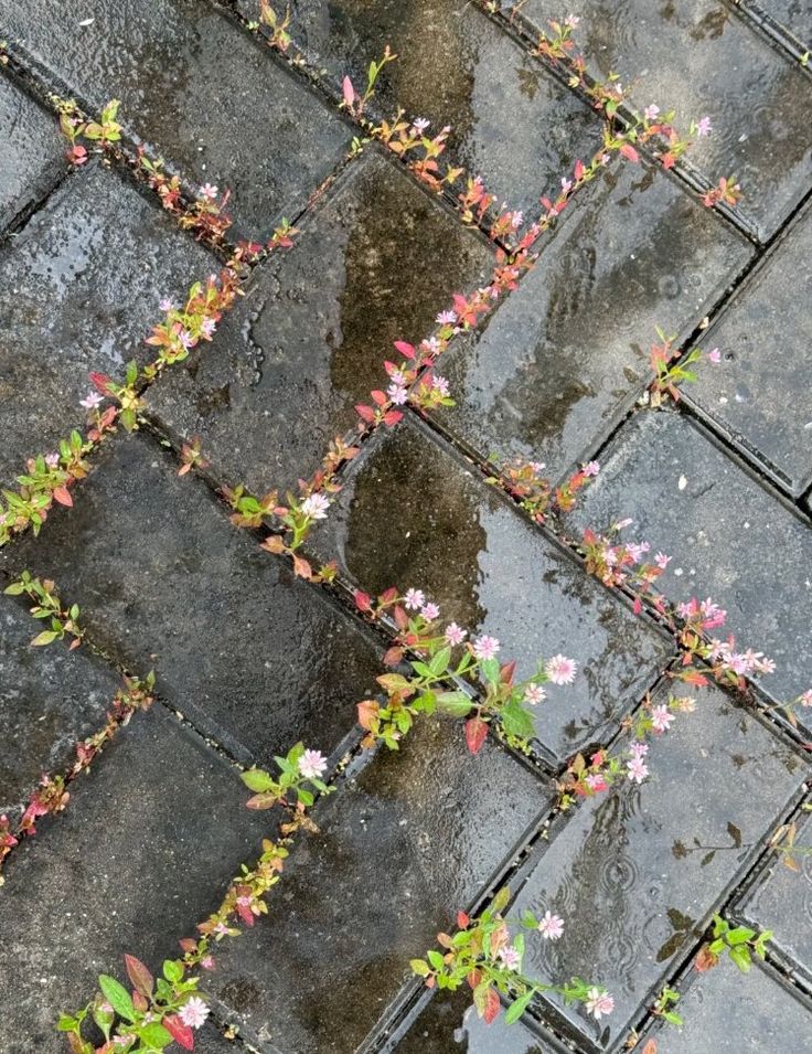 a closeup shot shows wet gray paving stones laid in a herringbone pattern, with weeds growing in the gaps between the stones. the weeds feature a mix of green and red leaves, along with small pink flowers. raindrops can be seen on the surface of the wet stones.