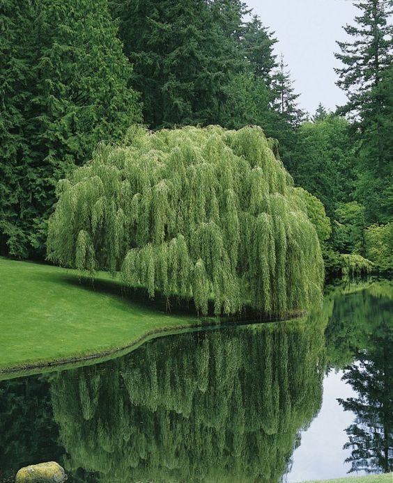 a weeping willow tree with lush green foliage stands gracefully on the bank of a still pond. the tree's branches cascade downwards towards the water, creating a sense of tranquility and peace. the pond reflects the tree's image perfectly, doubling the impact of its beauty. the surrounding landscape is a vibrant green, suggesting a lush and fertile environment.  the scene evokes a sense of serenity and natural splendor.