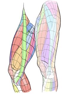 the image is a stylized anatomical illustration of the muscles in the human legs. two legs are shown side by side, one slightly behind the other, both viewed from the side. the muscles are outlined in black and filled with pastel colors, creating a layered and somewhat transparent effect. a grid pattern is overlaid on the muscles, likely to aid in understanding their form and structure. this type of image is often used as a reference for artists or for educational purposes in fields like medicine or sports science.