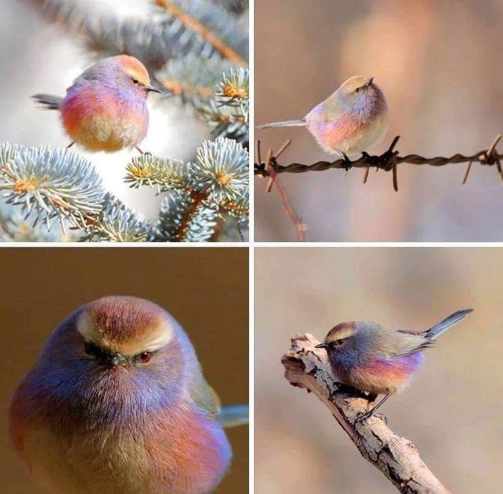 a collage of four images featuring a small, colorful bird. the bird has a mix of pastel colors, including pink, purple, and yellow, on its plumage. in the top left image, it is perched on a blue spruce branch. in the top right image, it is sitting on a barbed wire fence. the bottom left image is a closeup of the bird's head, showing its feathers in detail and a slightly stern expression. in the bottom right image, the bird is perched on a twig. the backgrounds vary from blurry nature scenes to plain beige.