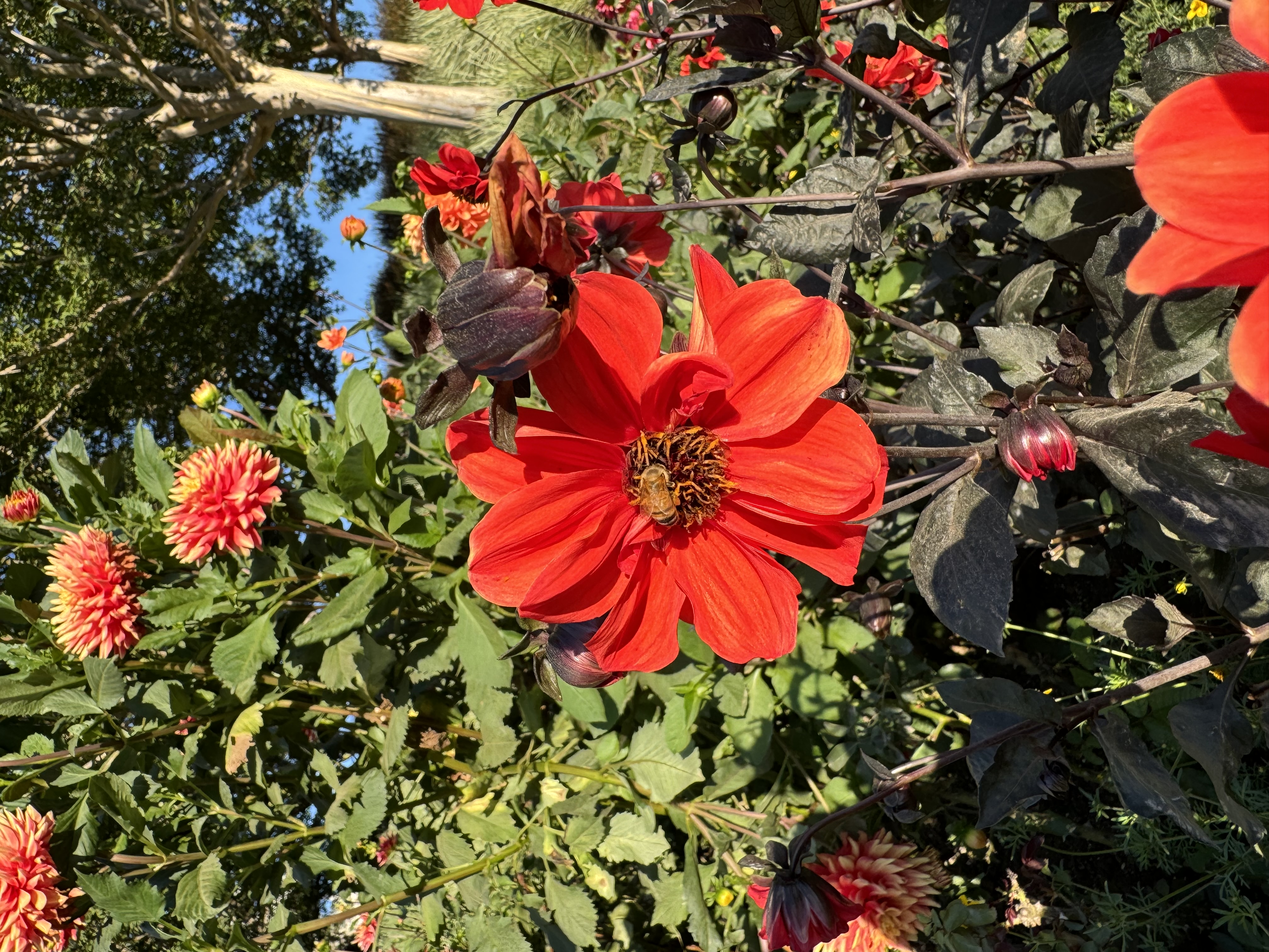 a photo of a red dahlia in full bloom, with a bee collecting pollen from its center. the flower is surrounded by other dahlias in various stages of bloom, some red and some peachcolored. the leaves of the plants are a deep green, and the background is a mix of green foliage and a blue sky with a few white clouds. the photo was taken on a sunny day.
