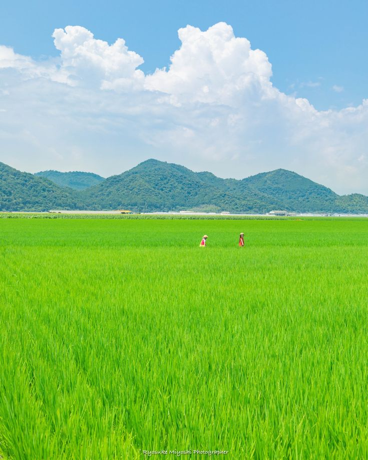 a vibrant photograph captures a lush green rice field under a bright blue sky dotted with fluffy white clouds. in the distance, rolling green mountains provide a scenic backdrop. two figures can be seen in the field, possibly farmers tending to the crops. the scene evokes a sense of peace and tranquility, highlighting the beauty of rural landscape and the bounty of nature. the photo is signed by ryosuke miyoshi, identifying them as the photographer.