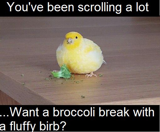 a yellow canary sits on a wooden table, looking at the camera and eating a small piece of broccoli. the image is accompanied by text that says "you've been scrolling a lot ...want a broccoli break with a fluffy birb?". this suggests that the canary is offering a break from scrolling with a broccoli snack.