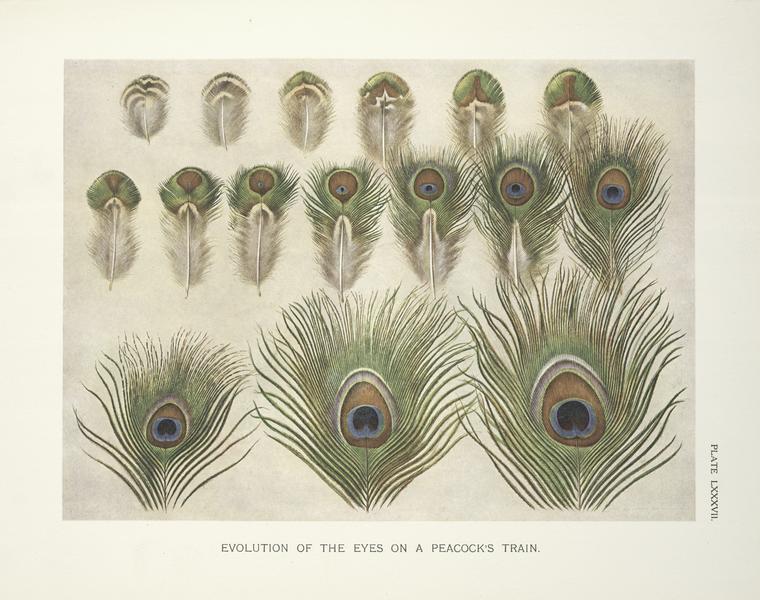 the image shows an illustration of peacock feathers, demonstrating the evolution of the eye spots on a peacock's train. the feathers are arranged in rows, showing the gradual development of the eye pattern. the title below the image reads "evolution of the eyes on a peacock's train".
