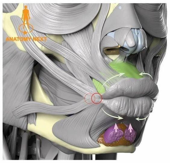 the image is a detailed anatomical illustration of the human face, focusing on the muscles responsible for mouth and lip movement. the muscles are rendered in a realistic, threedimensional style, layered over a grayscale skull structure. green highlights indicate the orbicularis oris muscle, crucial for lip puckering and closure. red circles and arrows illustrate the muscle actions involved in various lip movements. purple sections represent the depressor anguli oris muscles, responsible for frowning. the image provides a clear and informative visual guide to the complex interplay of facial muscles.