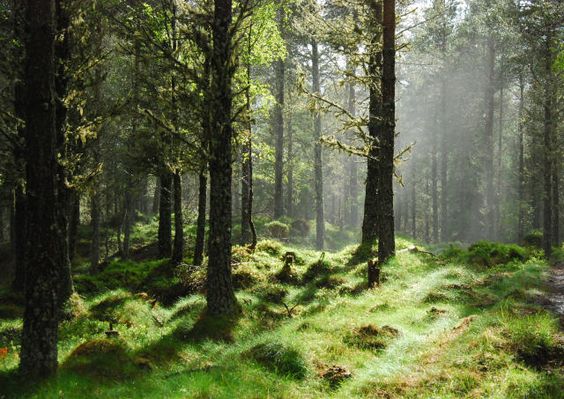 sunlight shines through trees in a mossy green forest. a worn dirt path can be seen leading through the center of the image.