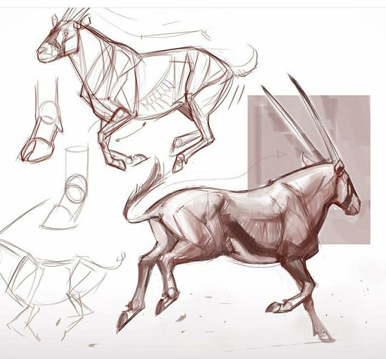 the image shows anatomical sketches of an oryx in various poses. the sketches highlight the animal's muscular structure and movement, with one showing a running pose and another depicting a standing position. the drawings employ a combination of lines and shading to convey form and volume.