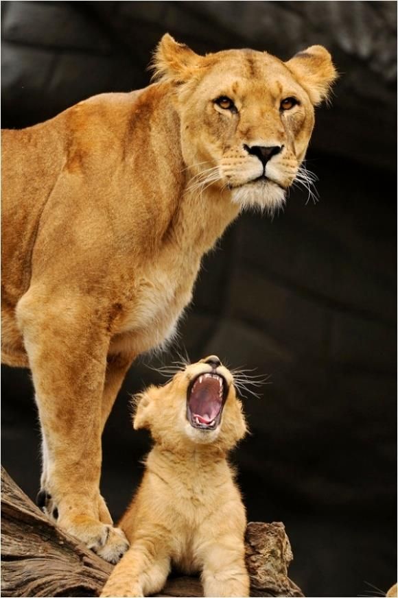a lioness stands tall over a lion cub that is roaring with its mouth wide open.  the cub appears to be playing or practicing a roar, and the lioness looks on, seemingly amused.  the lioness has a regal and powerful demeanor, with her piercing gaze and strong body.  the cub is adorable, with its fluffy fur and innocent eyes. the background is blurred, creating a sense of focus on the lions. this image is a beautiful example of the power and beauty of nature.