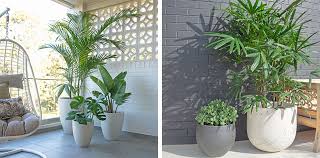 two different images of home balconies decorated with houseplants of different varieties in white pots. the image on the left side has a whitepainted brick wall, a hanging rattan chair, and three houseplants of different heights. the image on the right side has a graypainted brick wall and two houseplants: a tall one with big green leaves and a shorter one with rounder leaves. there is a wooden bench partially visible on the right side.