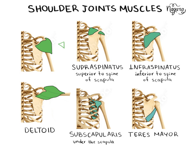 the image shows an illustration of the shoulder joints and muscles, including the supraspinatus, infraspinatus, deltoid, subscapularis, and teres mayor. the labels provide information about the location of each muscle relative to the spine of the scapula.