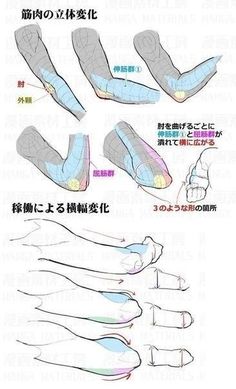 the image is a tutorial on how to draw the muscles of the arm. it shows how the muscles change shape when the arm is bent at the elbow. the tutorial is in japanese.