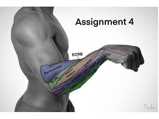 the image showcases a muscular male arm viewed from the side, set against a stark white backdrop. the arm is extended forward, with the hand flexed inward. several muscles in the forearm are highlighted and labeled, including the ecrb, ecrl, brachioradialis, extensor carpi ulnaris, and flexor carpi ulnaris. the lighting suggests a studio setup, illuminating the subject and emphasizing the muscular definition.  the overall composition is clear and informative, designed for anatomical study.