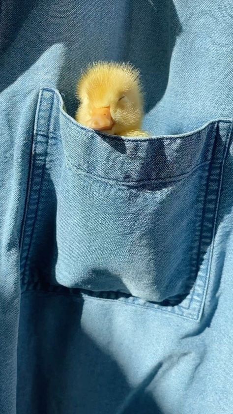 a closeup shot shows a small, fluffy yellow duckling nestled in the pocket of a denim garment. the duckling appears to be asleep with its eyes closed and its head slightly tilted. the pocket is made of light blue denim, and the texture of the fabric is visible. the overall image conveys a sense of warmth, comfort, and cuteness.