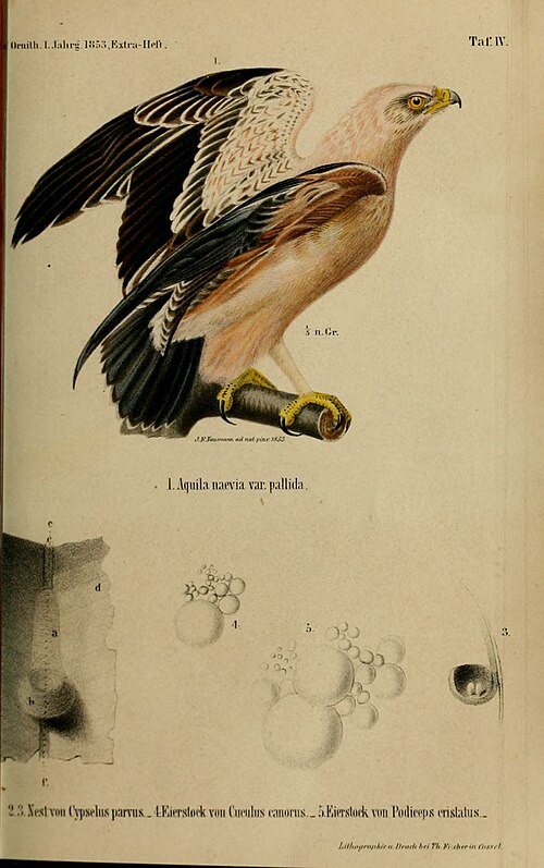 the image is a zoological illustration from ornith. l. jahrg. 1853, extraheft, taf iv. it features an eagle, specifically aquila naevia var pallida, in the upper portion. below the eagle are illustrations of nests and eggs of various birds: cypselus parvus, cuculus canorus, and podiceps cristatus.