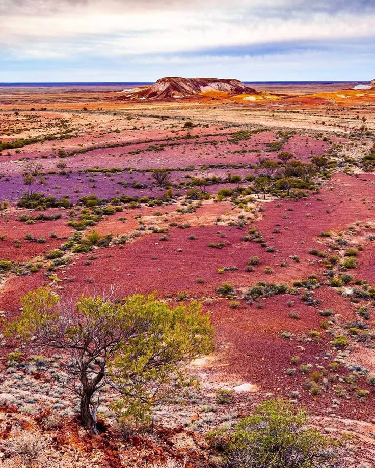 the image shows a vibrant landscape of the australian outback. the foreground features red, arid soil with scattered trees and shrubs. the middle ground reveals a vast, open desert with striking color variations, including purple and red soil patches. in the distance, a rock formation resembling a flattopped hill stands against a blue sky and horizon. the overall scene is characterized by the unique and colorful features of the australian outback.