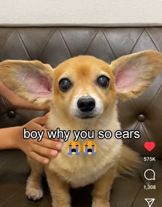 a small brown and white dog is sitting on a couch, its ears are drooping and it looks sad. the text "boy why you so ears" is overlayed on the image, suggesting that the dog is being teased about its large ears. the dog is looking directly at the camera.