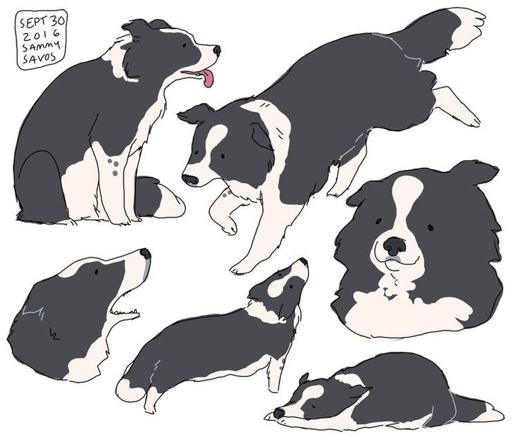 the image contains a series of drawings of border collies in various poses. the drawings are done in a simple, cartoonish style with black and white coloring.  the dogs are depicted sitting, running, jumping, and lying down.  a date and artist signature ("sept 30 2016 sammy savos") are visible in the top left corner. the overall style is playful and charming.
