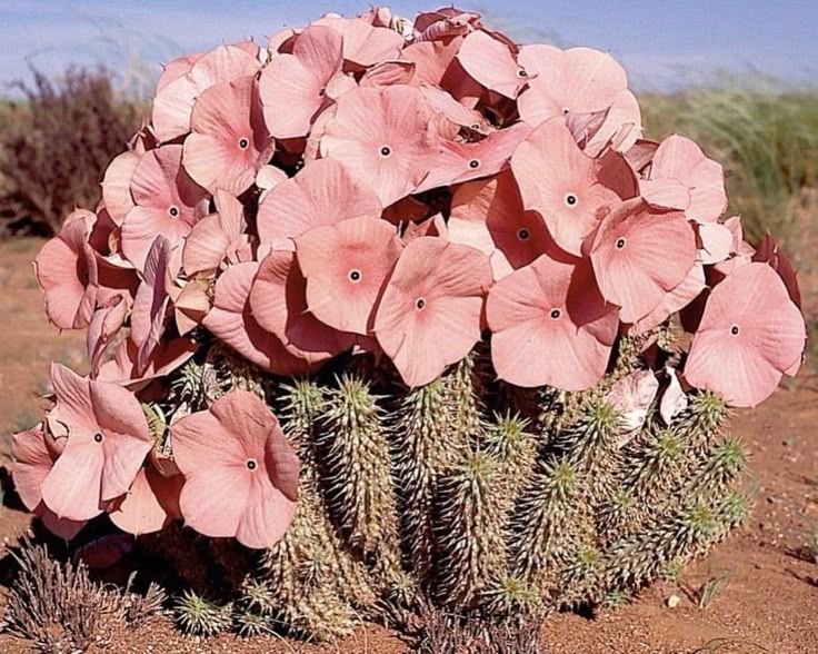 a closeup shot of a hoodia gordonii succulent plant in full bloom, displaying numerous pink, petallike flowers with a black spot in the center, growing from a spiky, cactuslike base in an arid desert landscape.