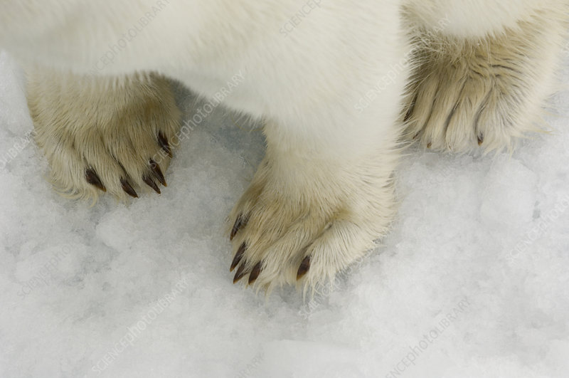 a closeup shot of a polar bear's paws on the ice. the image focuses on the details of the paws, showing the fur, claws, and the texture of the ice. the color palette is predominantly white and beige.