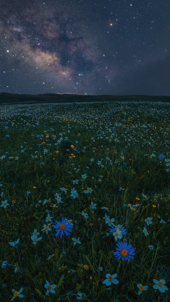 a wide shot of a flower field under a starry night sky. the field is full of daisies and blue flowers. the milky way is visible in the night sky.
