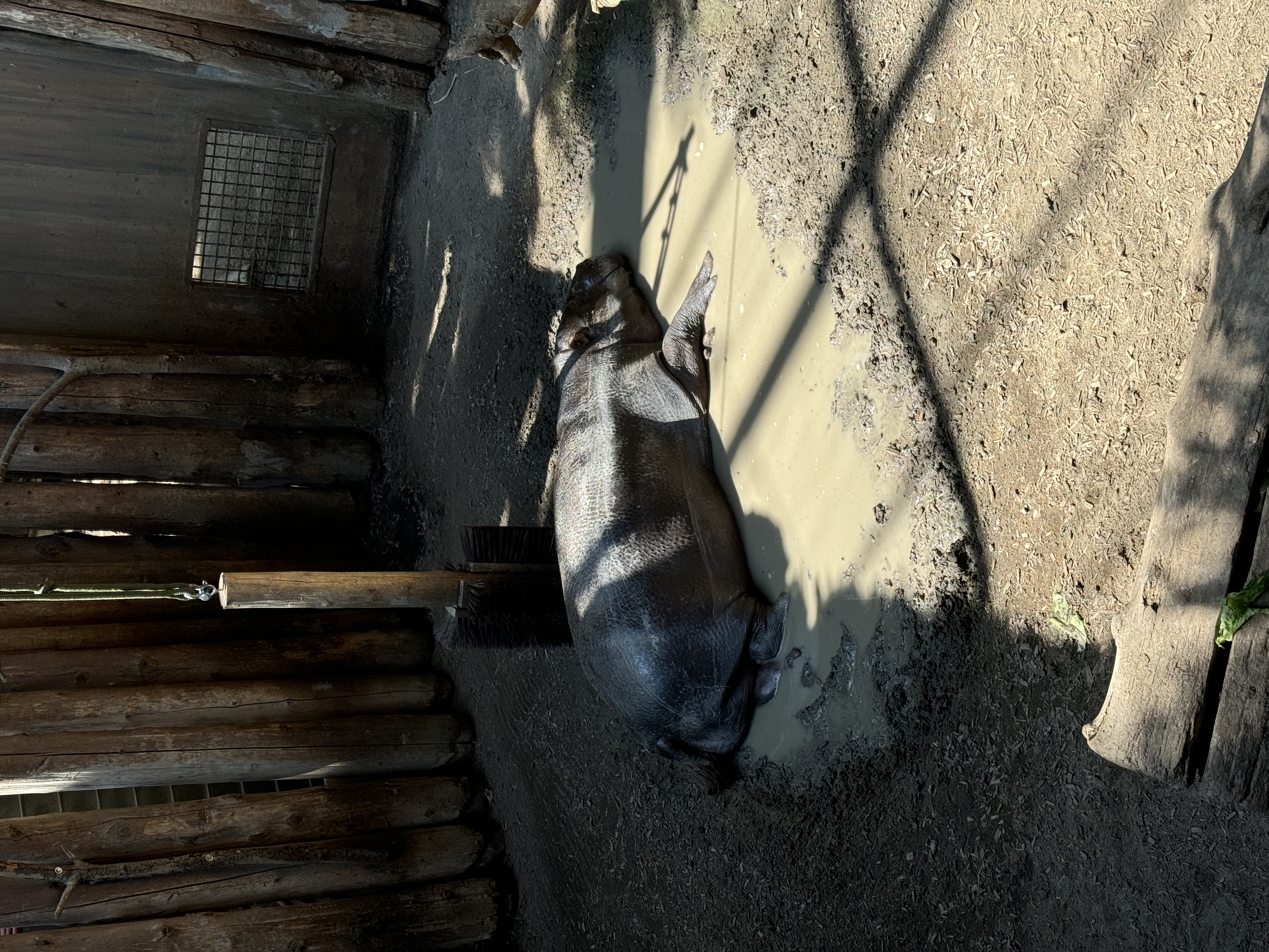 a hippopotamus lies in a mud pit in a zoo enclosure. the enclosure is surrounded by wooden fencing and dirt ground. the lighting is bright and sunny, casting shadows from the fencing and the hippopotamus.
