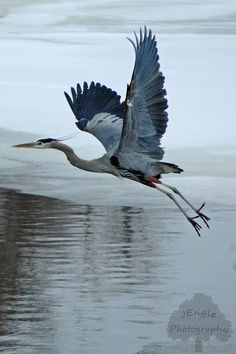 a great blue heron flies over water. the heron has gray and blue plumage with a long neck and beak. its wings are spread wide, and its legs are extended behind it. the water is rippled, and the background is a muted gray and white.