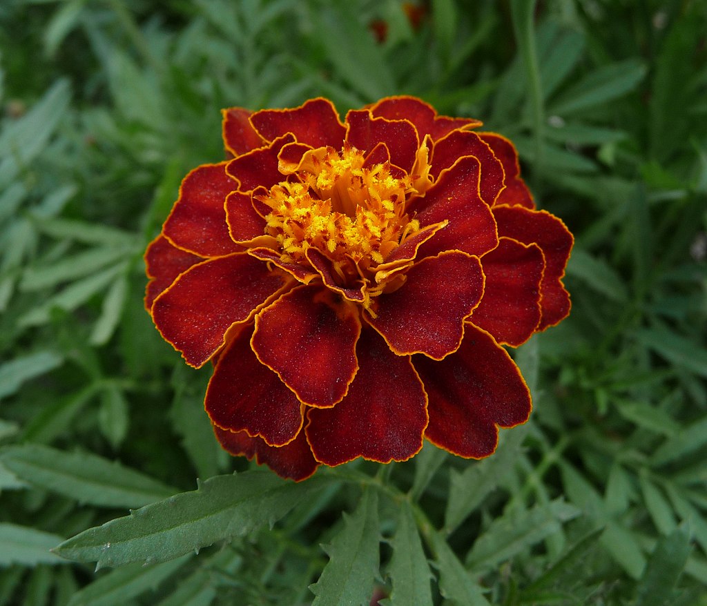 a closeup photograph of a vibrant red and yellow marigold flower, in full bloom, set against a backdrop of lush green foliage.