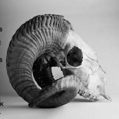 a black and white close up image of a ram skull. the skull is lying on its side, with the horns curving around the back of the head. the skull is very detailed, and you can see all of the individual bones. the image is welllit, and the skull is the only subject in the frame.