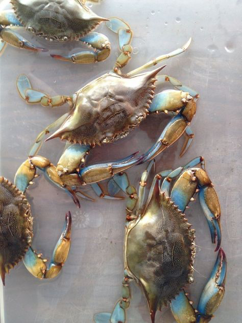 an overhead closeup shot depicts four blue crabs arranged on a lightgrey surface.  the crabs are alive and their shells are a mix of muted gold, brown, and blue tones.  their legs and claws are clearly visible, showcasing their intricate structure.  the surface beneath the crabs appears slightly textured and reflective. the overall aesthetic is both natural and appealing, hinting at freshness and a possible market or seafood setting.
