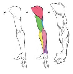 this image shows three steps to drawing a muscular arm. it starts with a basic arm outline, then adds simplified muscle groups, and lastly adds more detailed musculature.  the different muscle groups are colorcoded for easy identification.  the image is presented against a plain white background, making it ideal for tutorials or learning materials.