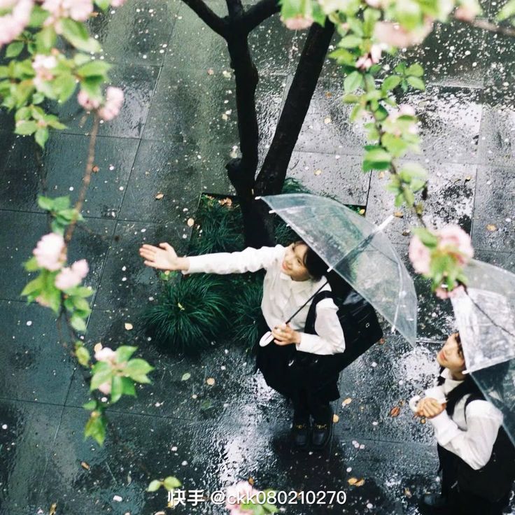 the image is a highangle, almost bird'seye view shot of two young women, possibly schoolgirls or students, standing on a wet city pavement during a spring rain.  pink cherry blossoms are falling and visible on the ground and on the branches of a tree overhead, creating a romantic and serene atmosphere. one girl is holding a clear umbrella and playfully reaches out her hand as if catching raindrops or petals, while the other girl stands beside her, also under an umbrella. the setting appears to be in an asian city, possibly japan or korea, judging by the style of clothing and the presence of cherry blossoms. the overall mood is peaceful and slightly whimsical, capturing a moment of youthful joy in the midst of a rainy day.