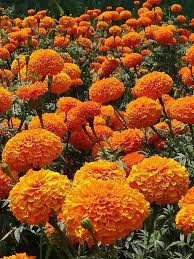 this is a closeup image of a field of bright orange marigold flowers. the flowers are in full bloom and the petals are a rich, deep orange color. the leaves of the plants are a vibrant green and provide a beautiful contrast to the orange of the flowers. the image is taken from a low angle, which gives the impression that the viewer is standing in the middle of the field. the lighting is bright and natural, which enhances the colors of the flowers and leaves.