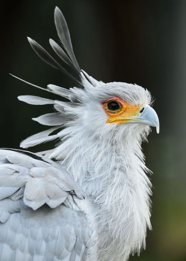 a close up portrait of a secretarybird, an african bird of prey, with a large, striking crest of feathers on its head. its head is tilted, and its bright yellow beak is open slightly. the bird's feathers are soft and light, with shades of gray and white.  the background is a blurry green, suggesting a natural habitat.