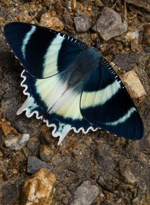 a colorful moth or butterfly sits on the ground covered in stones. the insect has black wings with white stripes and a white wavy pattern on the edge of the wings. the body of the insect is mostly black with some white and blue.