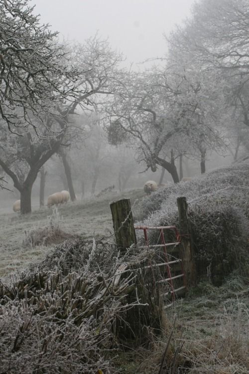 a foggy, winter landscape with frostcovered trees and sheep grazing in a pasture. a weathered wooden fence and a red metal gate are in the foreground. the scene is overcast and cold, with a layer of frost covering everything. there's a cluster of mistletoe growing on one of the trees.