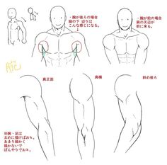 this image is a black and white sketch showing the anatomy of a male chest and arms. it appears to be an anatomical reference for artists.